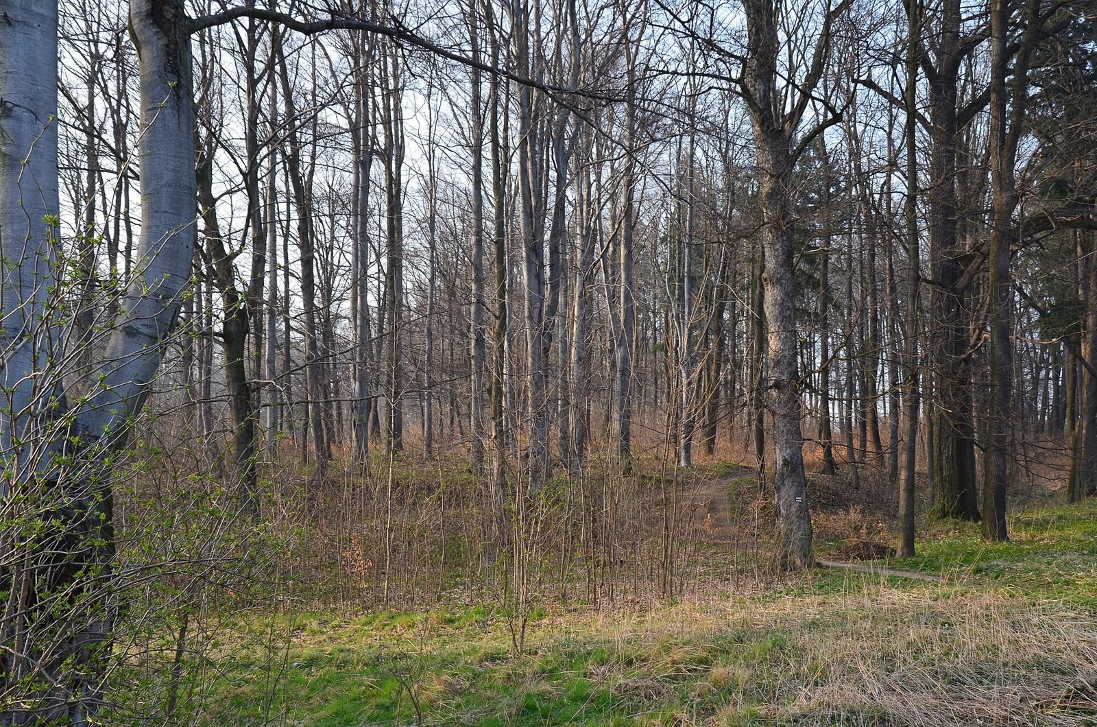 Park przy zespole pałacowym: rzadki las liściasty bez liści i łąka na pierwszym planie.
