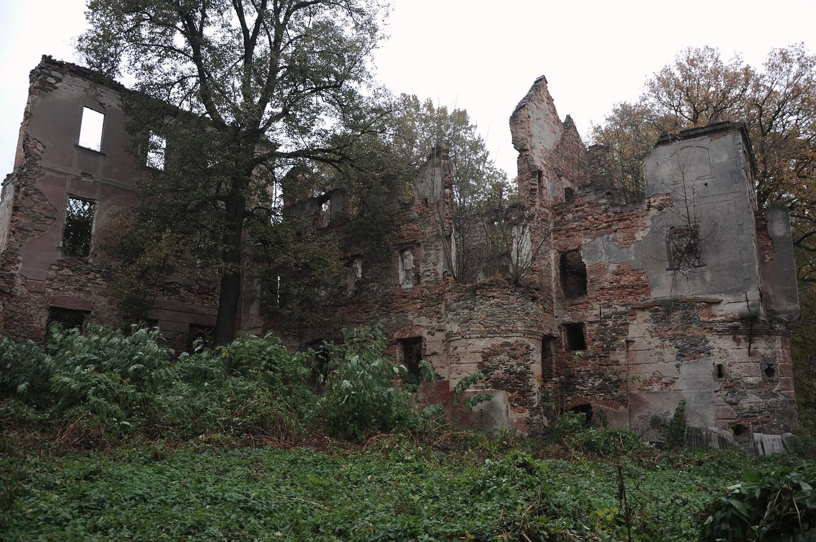 Poziome ujęcie ruin pałacu z zewnątrz, z ceglanymi murami z oknami bez wypełnienia, wśród drzew i zielonej roślinności.