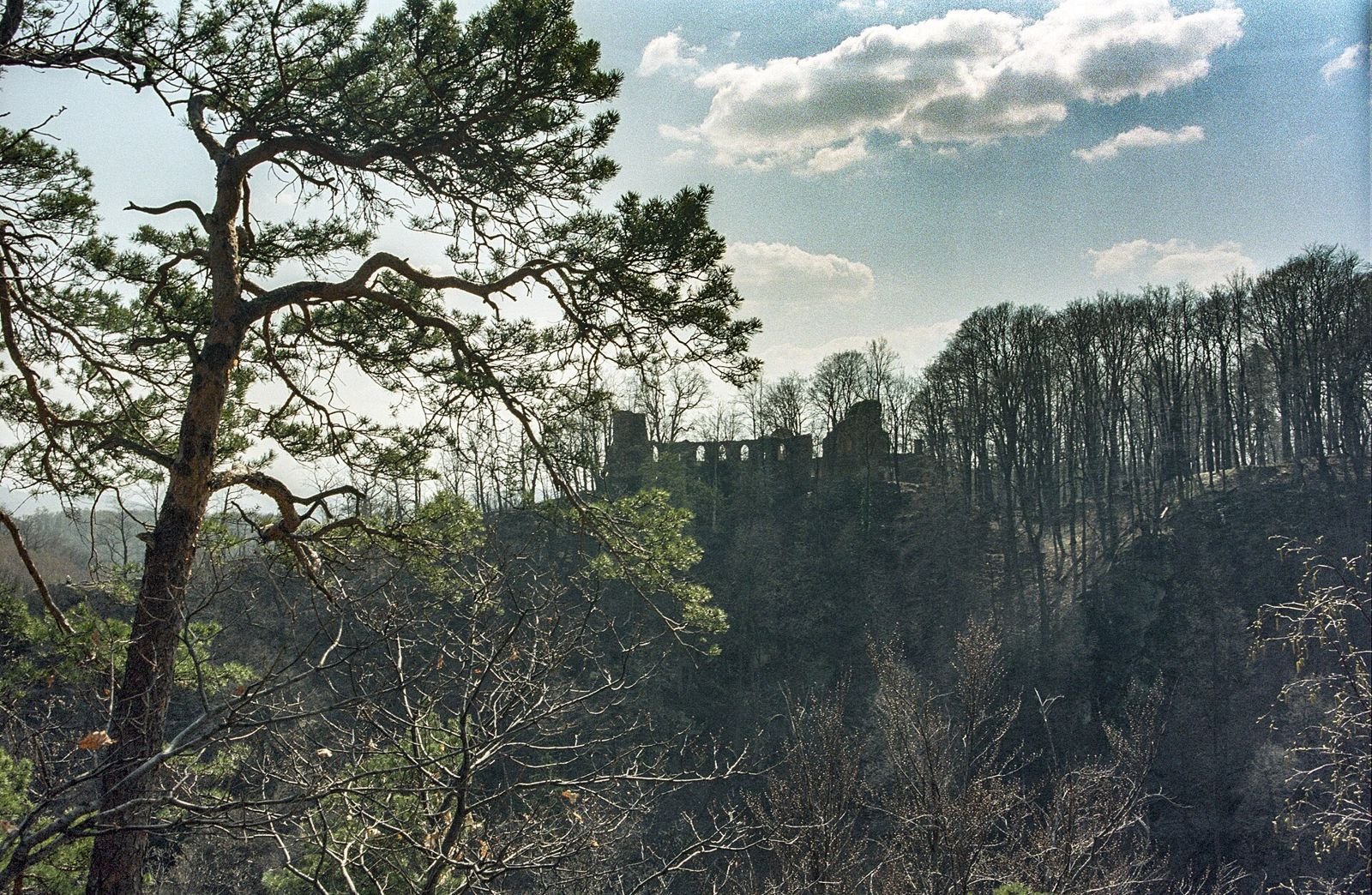Ruina zamku widoczna z dystansu na zalesionym wzgórzu, na pierwszym planie sosna i niebo z chmurami.
